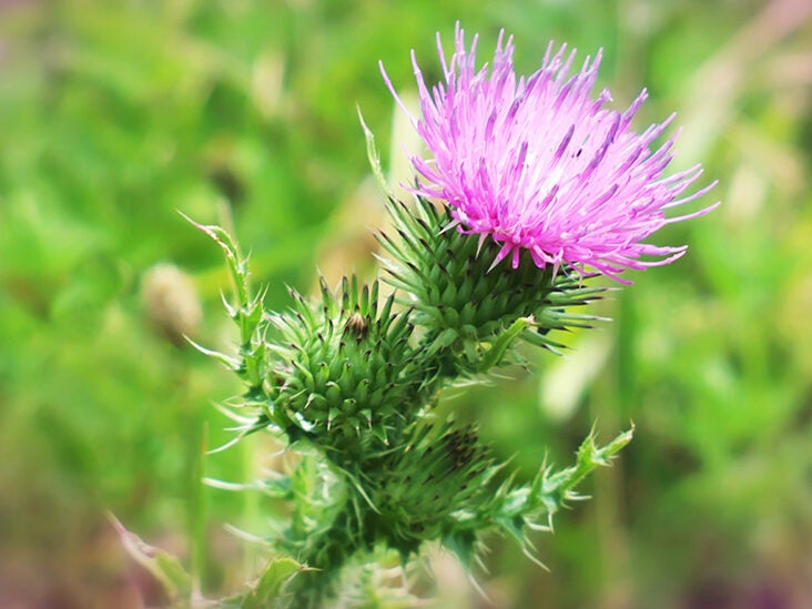Can Milk Thistle Prevent or Cure Hangovers?