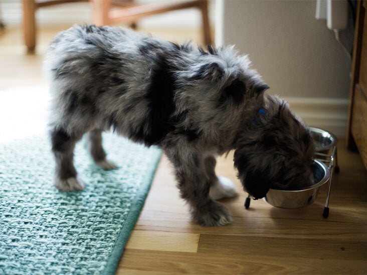 Can Dogs Eat Swedish Fish? Negative Effects Explained (2023) | ckamgmt.com