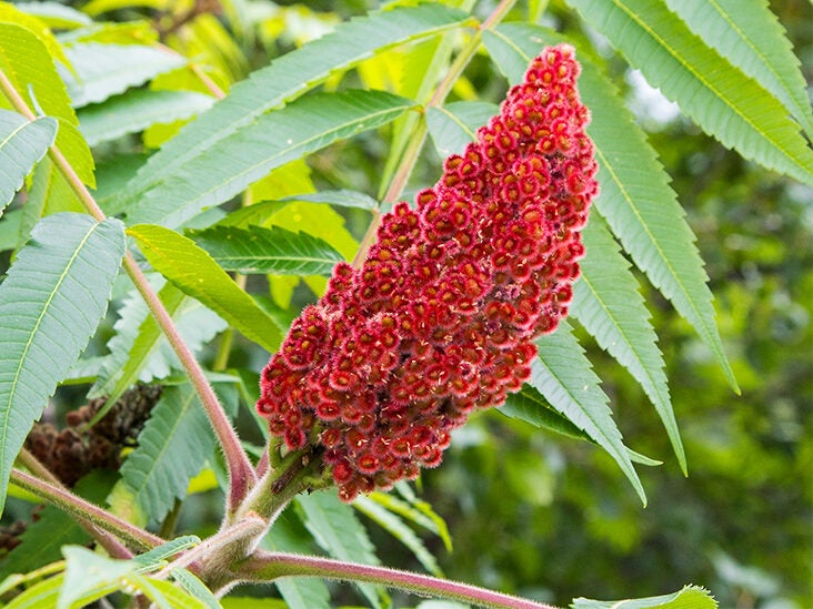 Sumac: Benefits, Uses, and Forms