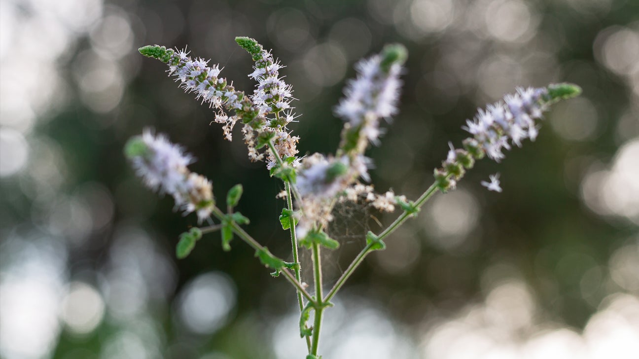 Black Cohosh Benefits Dosage Side Effects and More