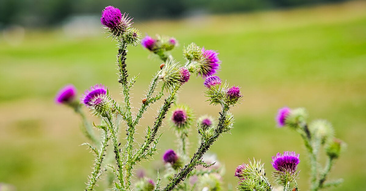 chewy milk thistle