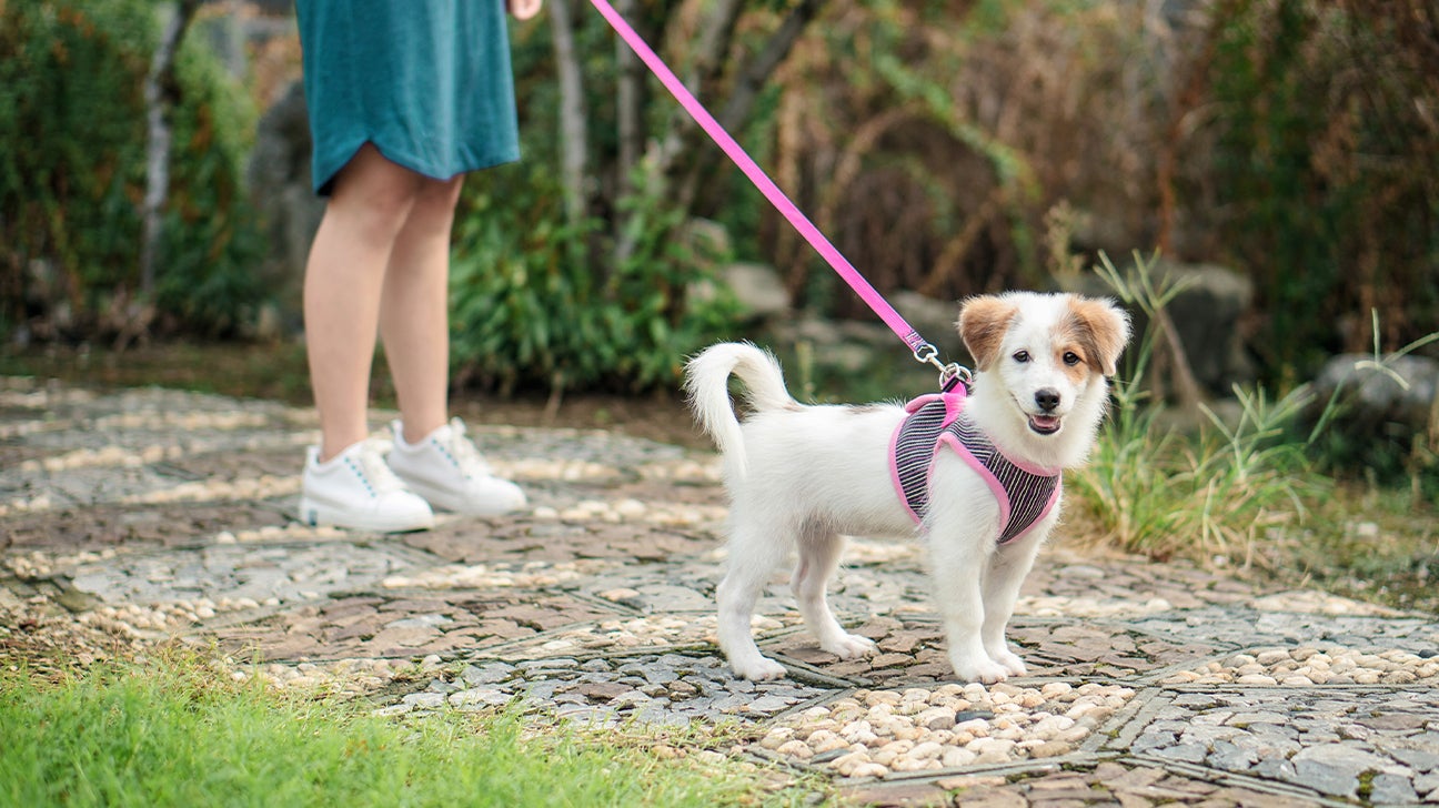 Hype Best Dog Shoes For Walking