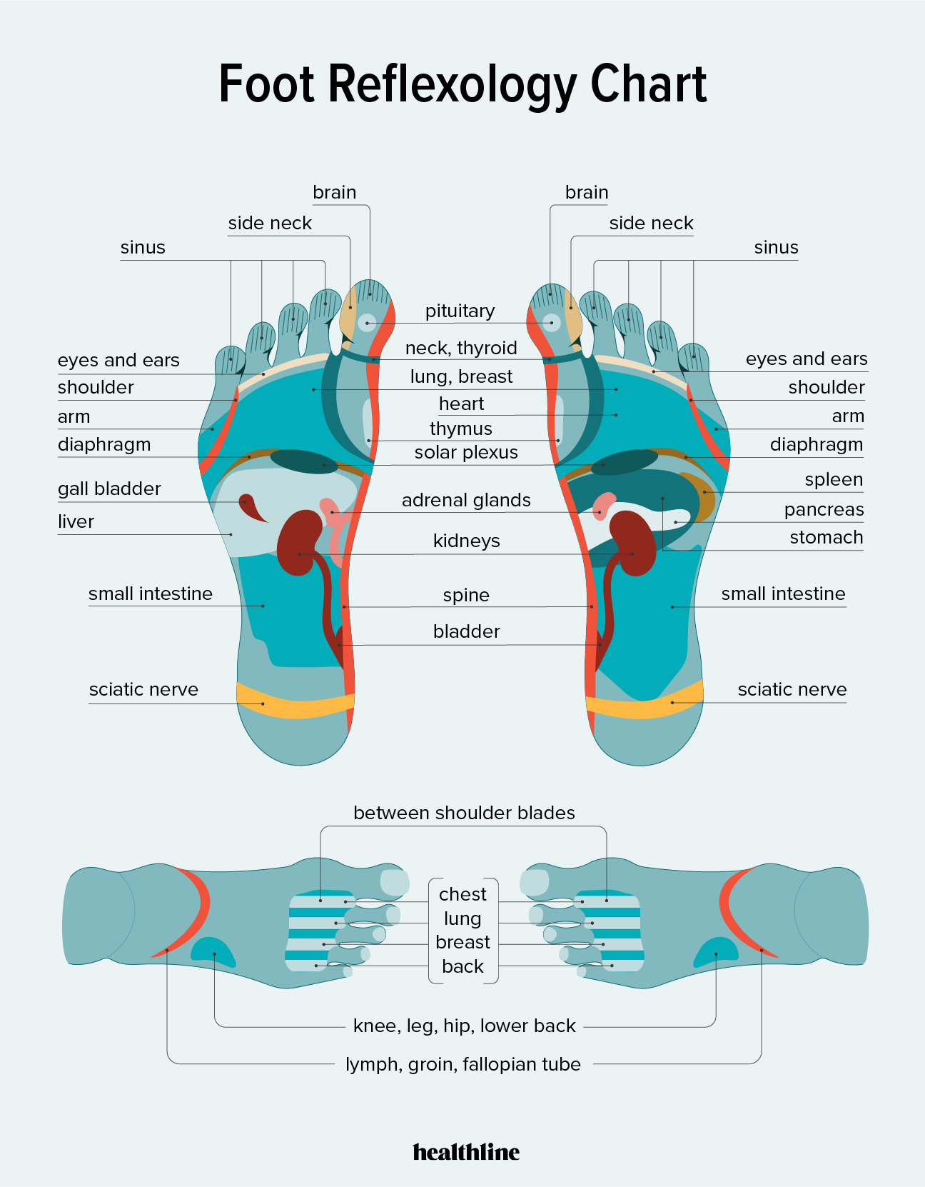 Foot Reflexology Chart Points How To Benefits And Risks 