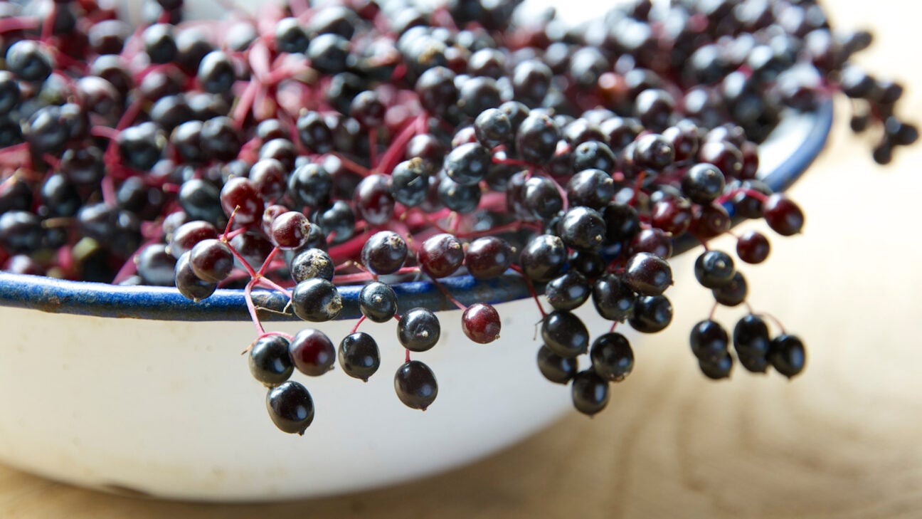 Elderberry for Flu: Effectiveness, Benefits, Dosage, Side Effects