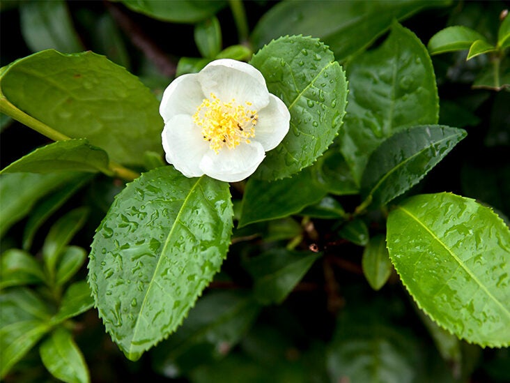 Camellia sinensis Leaf Extract: Benefits, Uses, and Side Effects