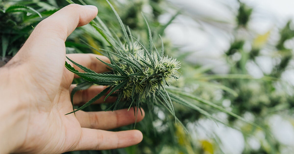 12 Sativa Strains for Energy, Focus, Creativity, and More