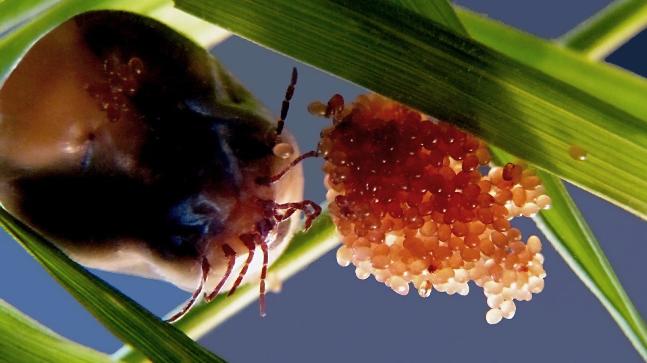 Tick Nest Small but Home to Thousands of Eggs