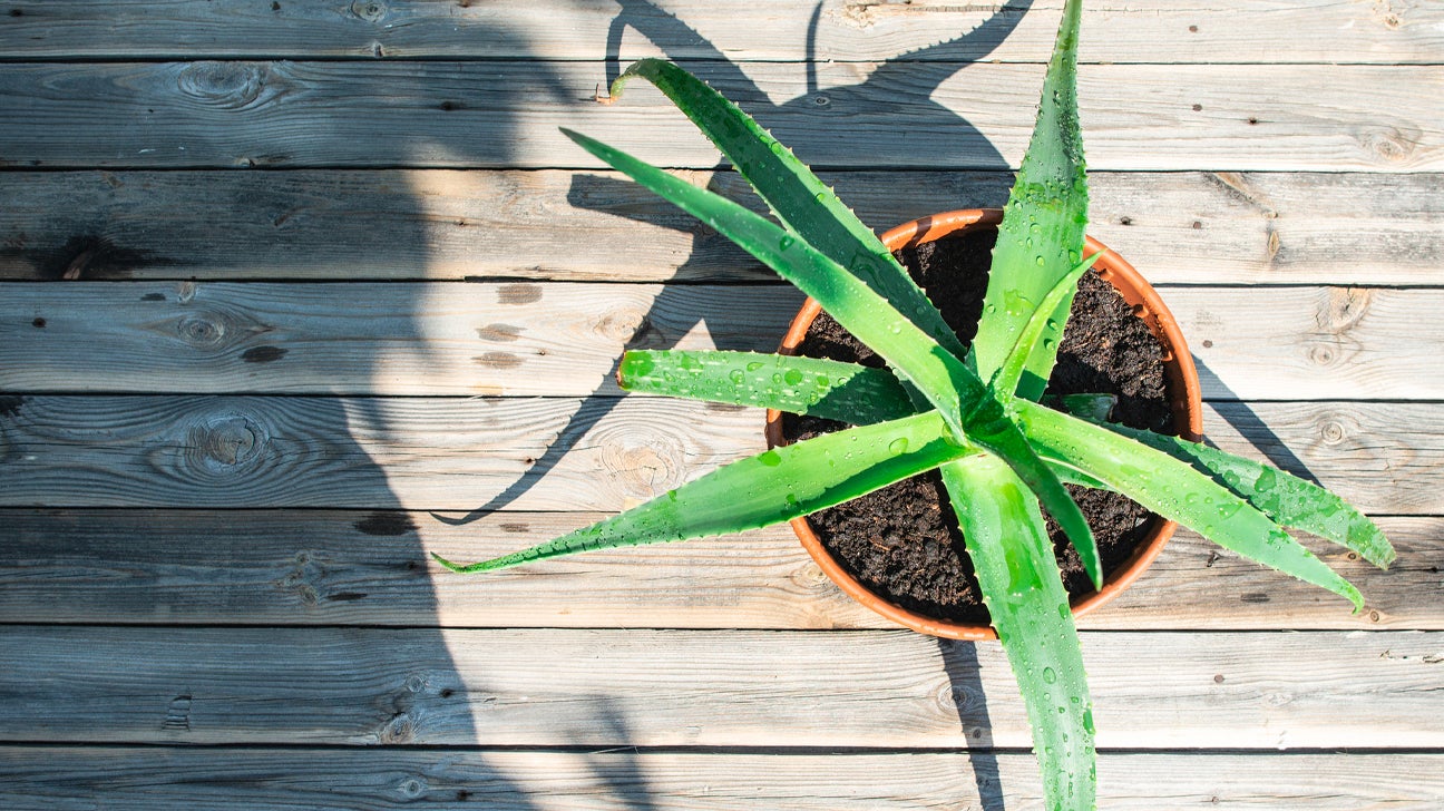 10 Supplements for Constipation
