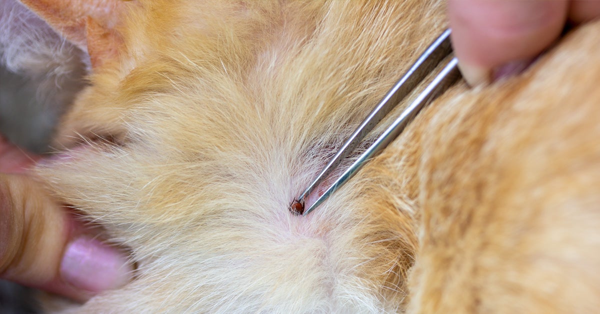 Tick in hair of a pet stock photo Image of blood hiding  80140548