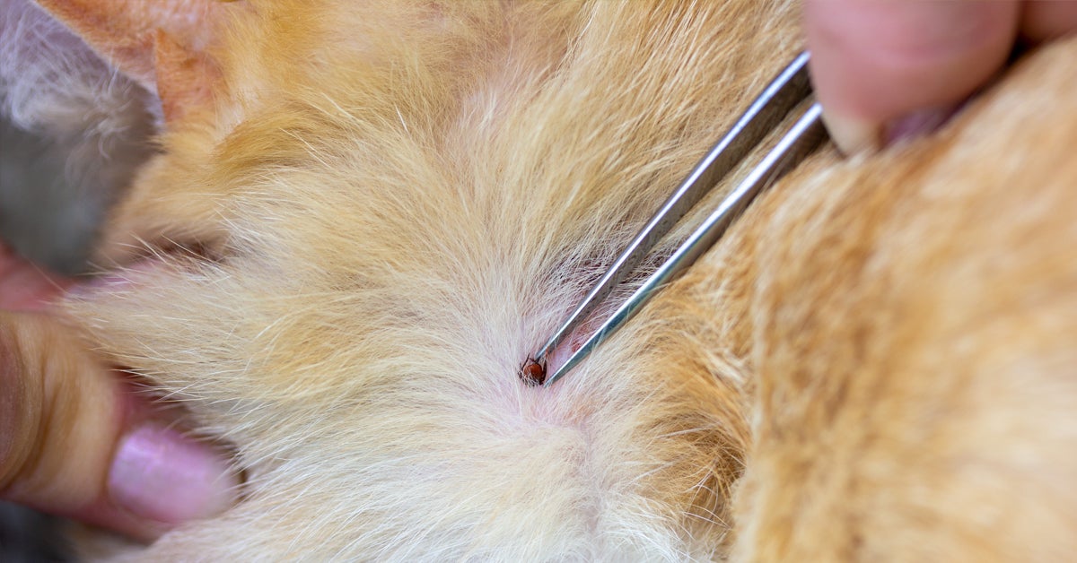 How To Remove A Tick Head That Breaks Off From Its Body 