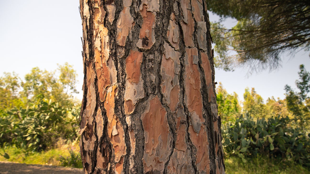Survival Skills: Eating Tree Bark - Through The Trees