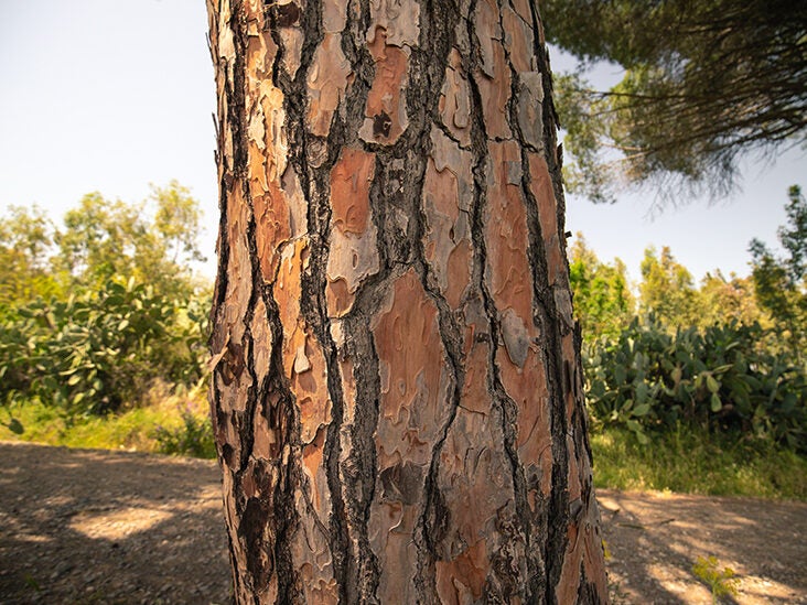 Pine Bark Tree 732x549 Thumbnail 732x549 