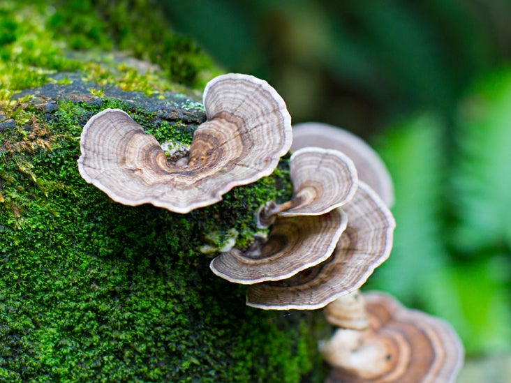 Can Turkey Tail Mushroom Cure Cancer? Cannabotech CBD Oils Products  Articles