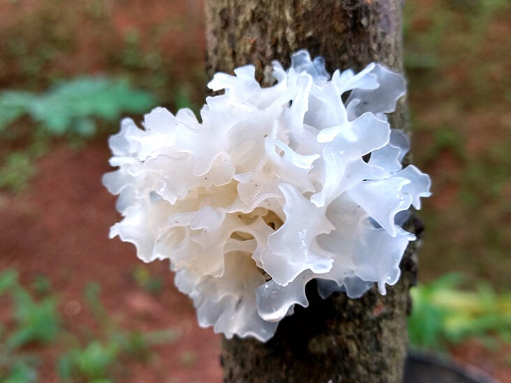 White Fungus: Benefits, Uses, and What to Know