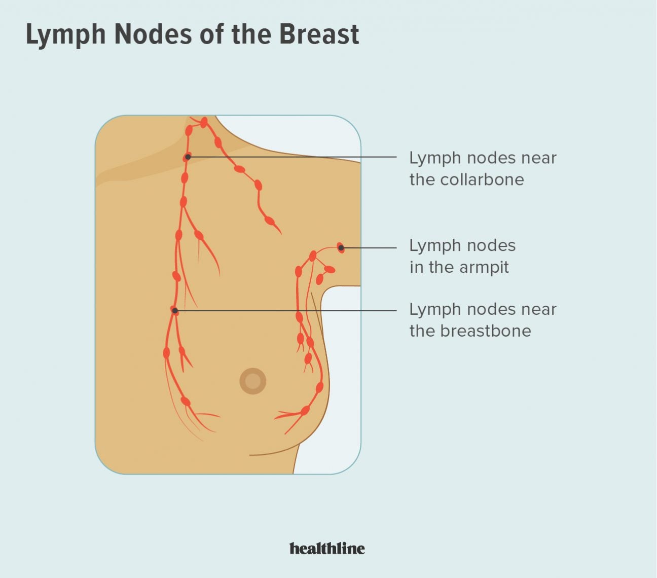 What does a breast look like on the inside?