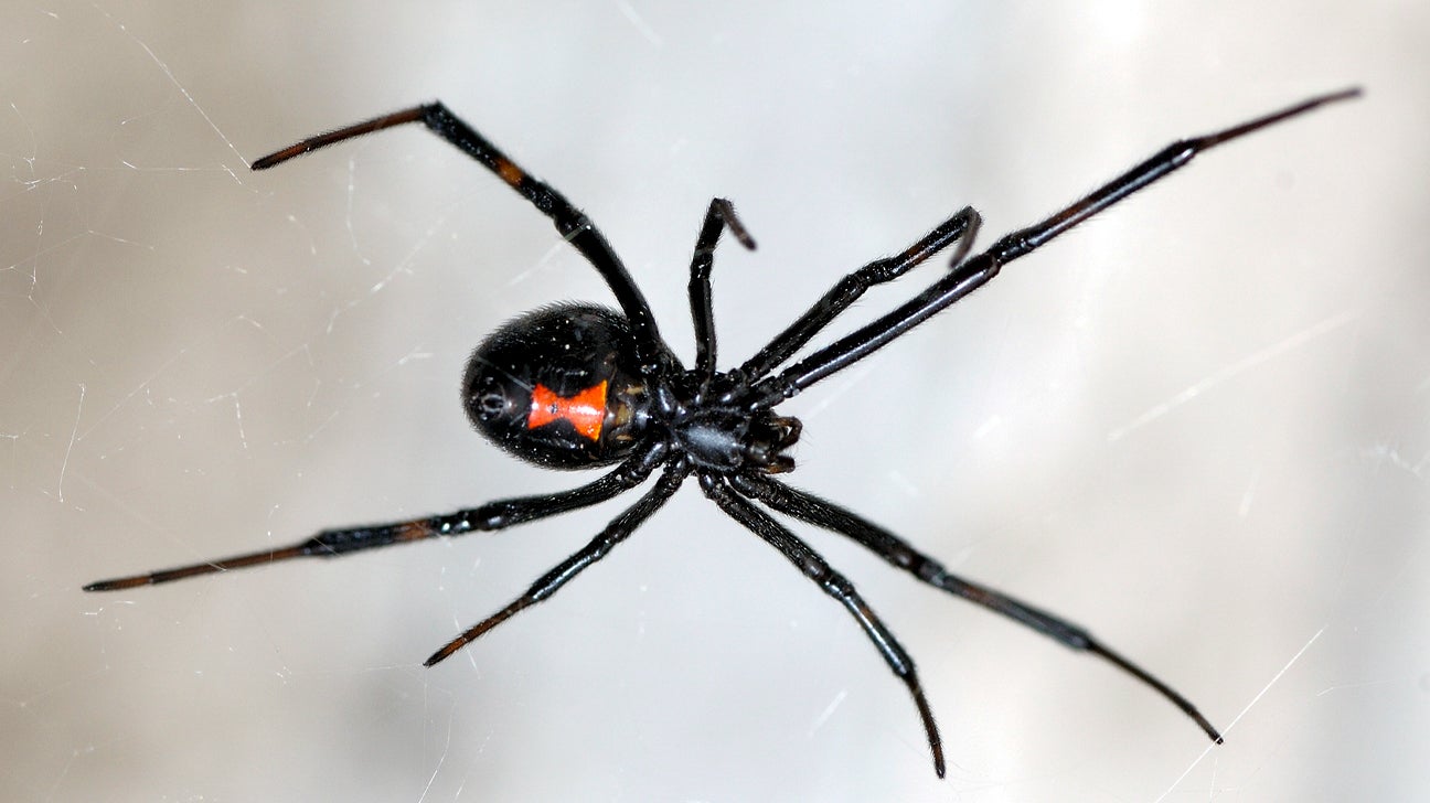 What to Do If You Have a Spider Bite - Sharecare