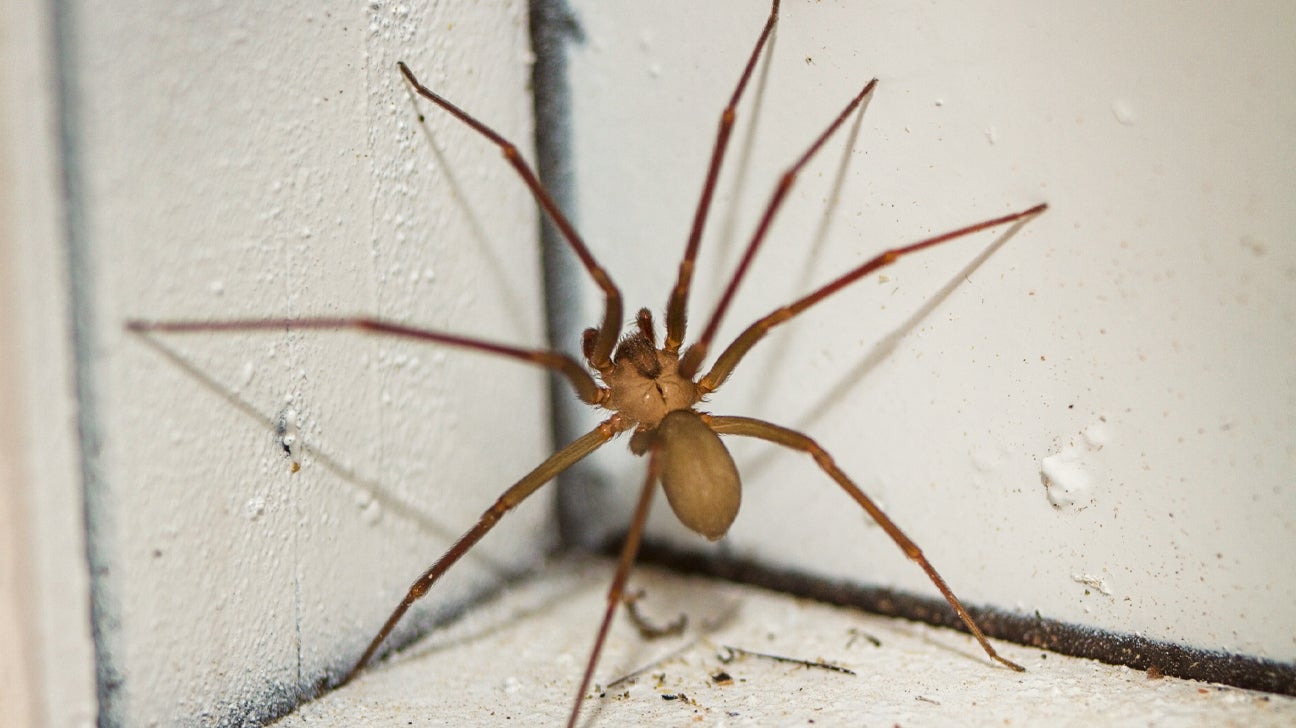 3 Ways to Treat Spider Bites - wikiHow