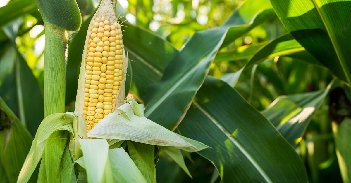 What Is Soluble Corn Fiber? Nutrition, Uses, and Side Effects