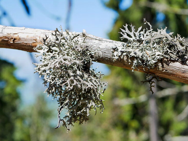 Icelandic Moss: Benefits, Uses, and Dosage