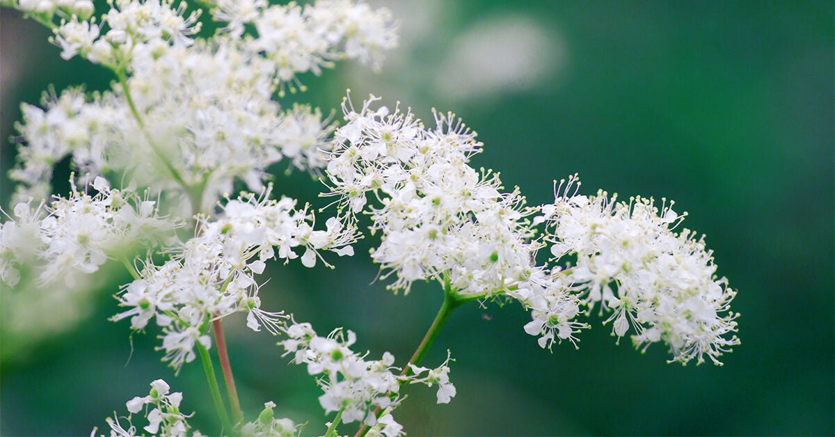 Image of White meadowsweet tea