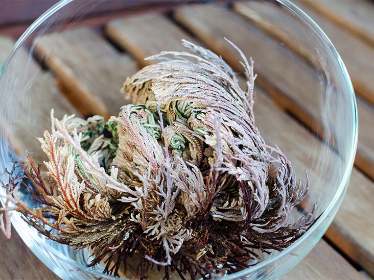 Rose of Jericho: Benefits, Uses, and Precautions