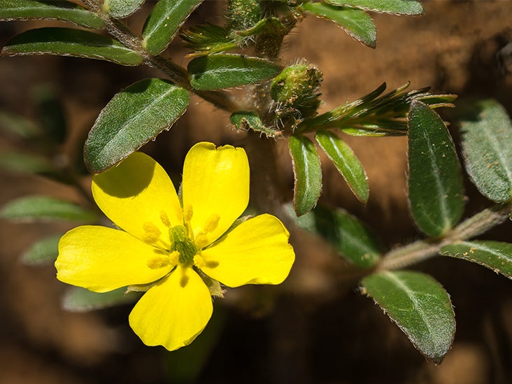 Tribulus Terrestris Extract Powder - ppt download