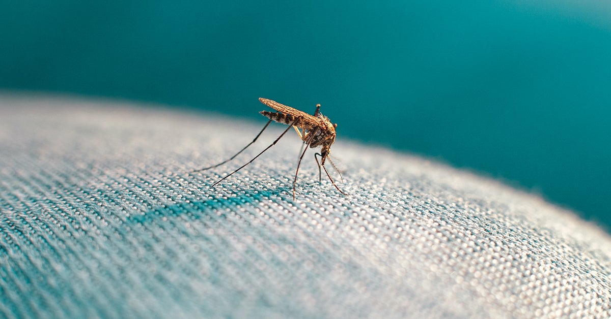 Mosquito Bites On Babies Identifying Treating Preventing