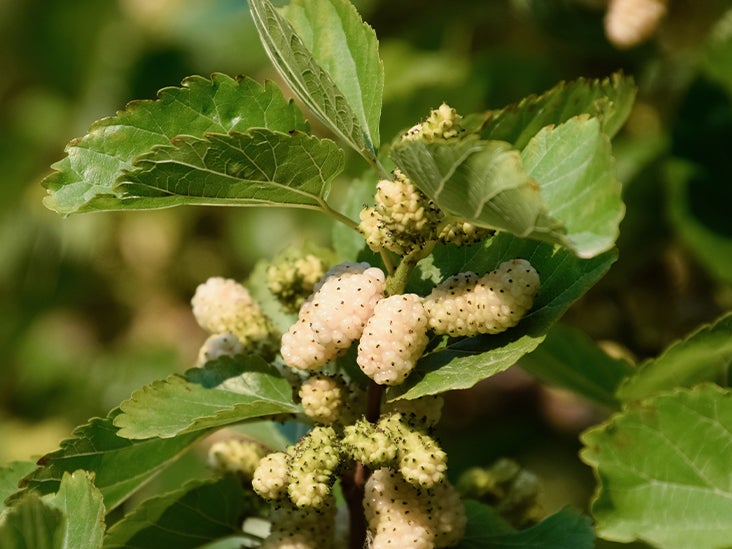 Does White Mulberry Have Health Benefits?