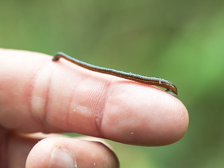 Giant Leech With Teeth