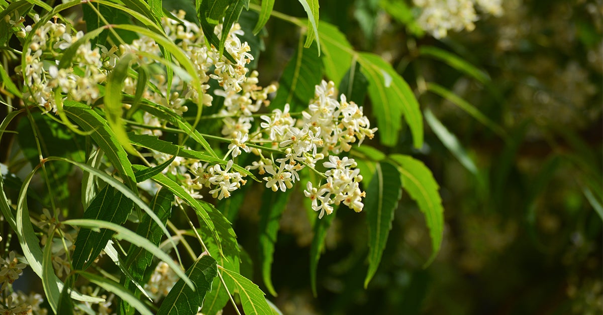 What Is Neem Extract? Benefits, Uses, Risks, and Side Effects