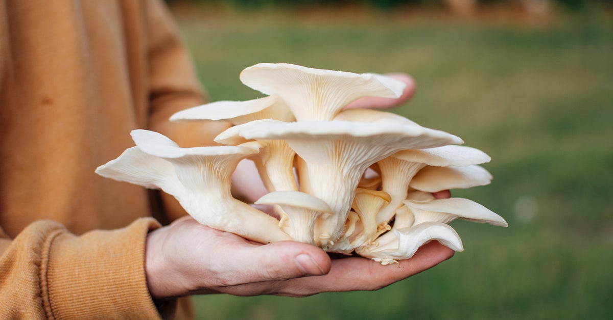7 Impressive Benefits of Oyster Mushrooms