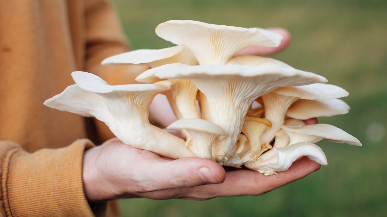 Oyster Mushroom Logo