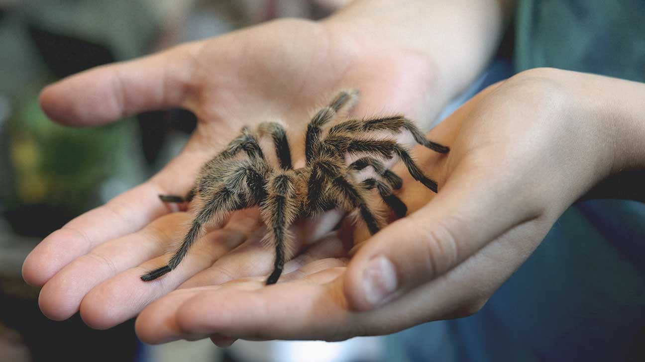 When Should I Worry About a Spider Bite? - GoodRx