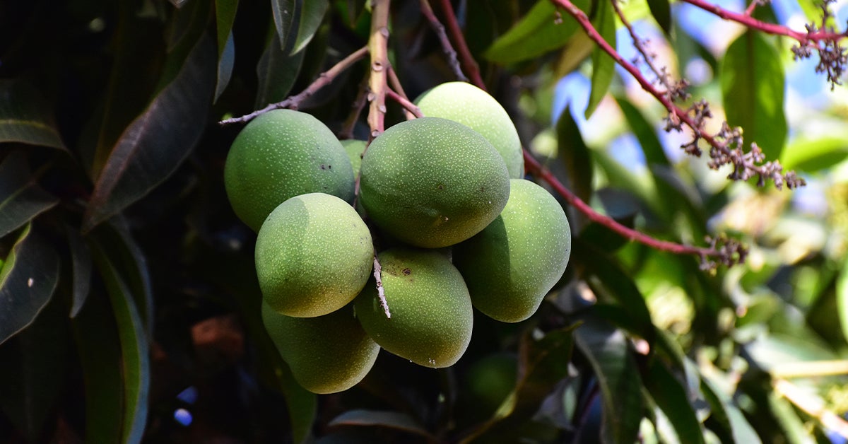 African Mango: Nutrients, Benefits, and Downsides