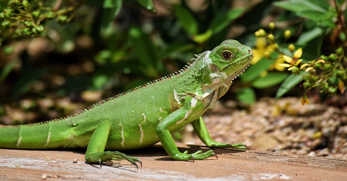 Can You Eat Lizards?