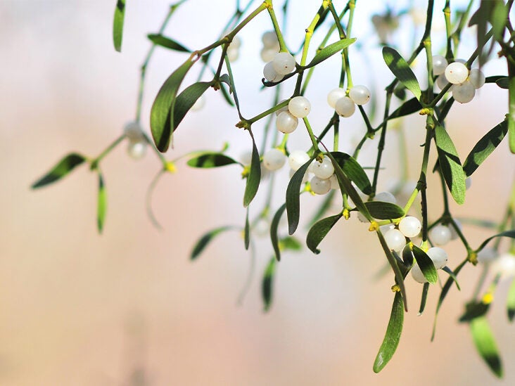 Does Mistletoe Help Treat Cancer? An Evidence-Based Look