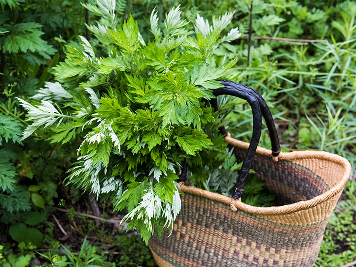 What Is Mugwort? A Comprehensive Overview