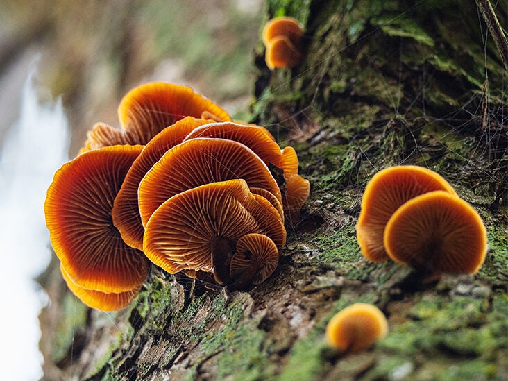7 Unique Benefits of Enoki Mushrooms