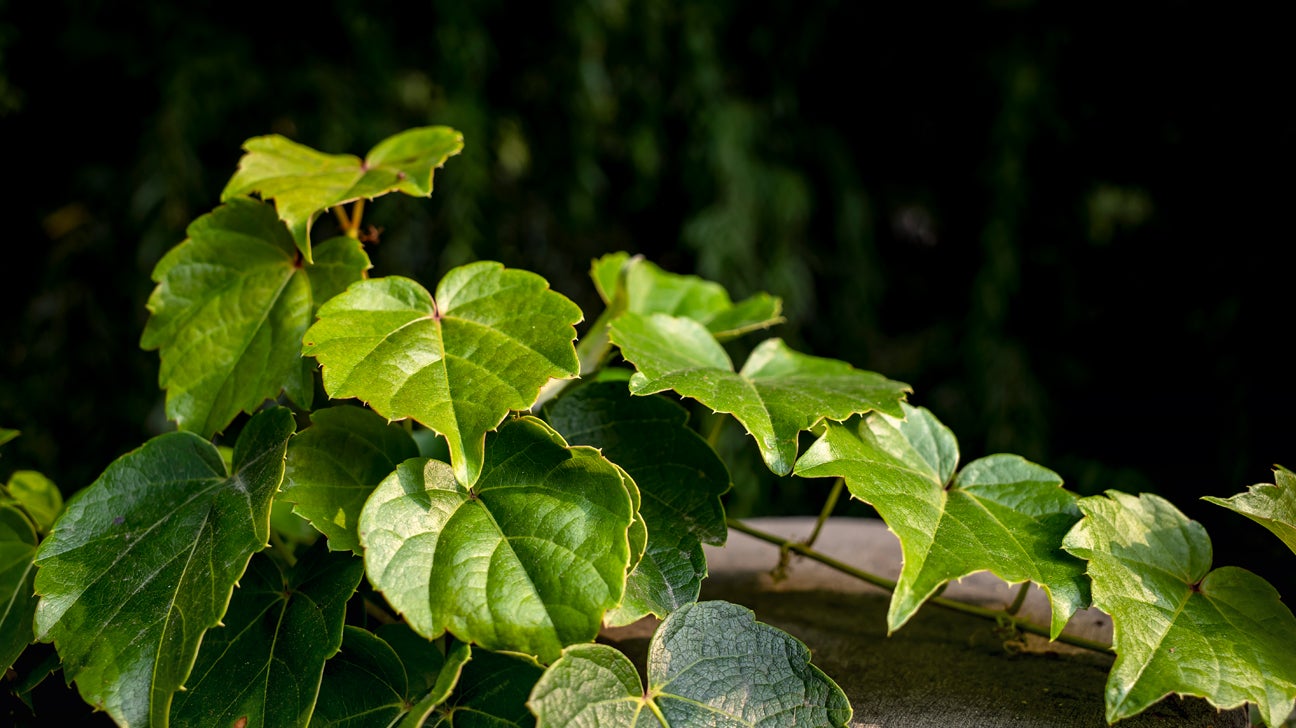 The Dangers of Removing English Ivy by Yourself