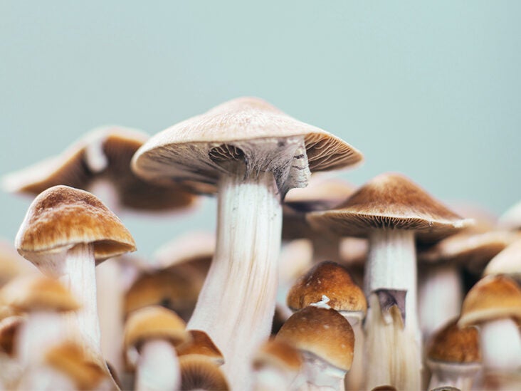 'Fantastic Fungi' Director Speaks on the 'Shroom Boom'