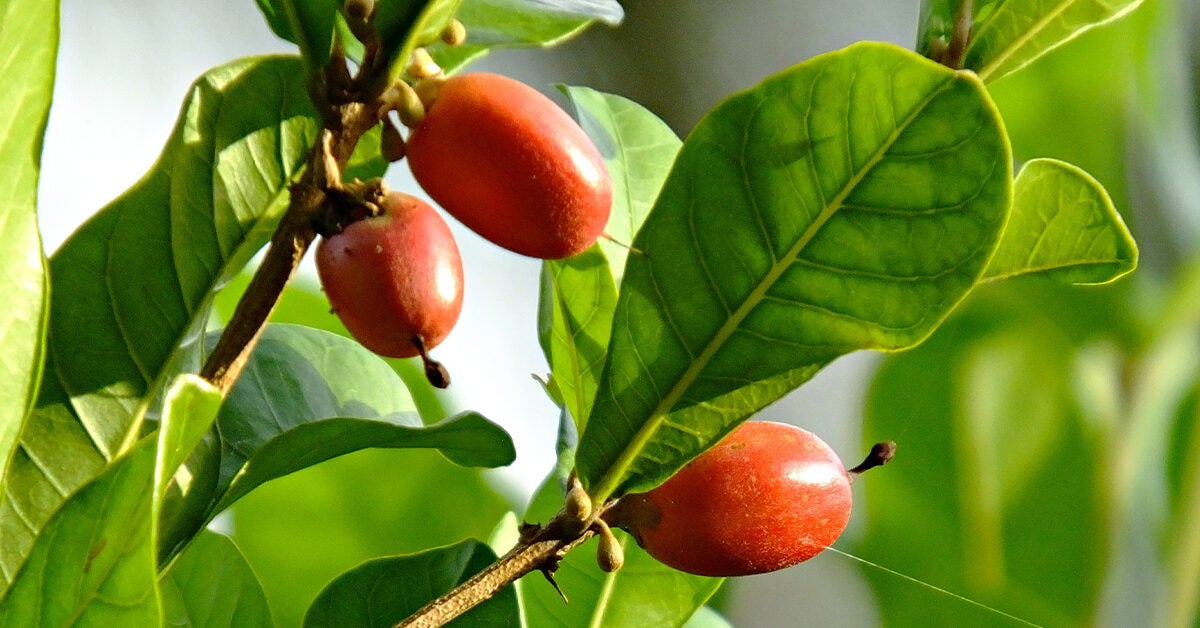 Miracle Berry Fruit Trees 