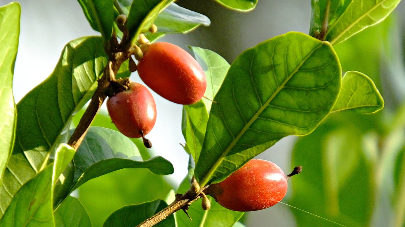 Le fruit miracle, le fruit du futur ?