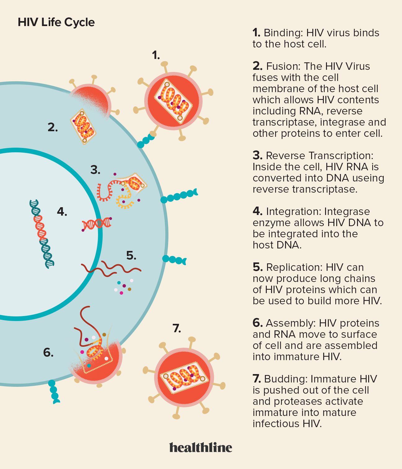 What is the HIV Life Cycle? Antiretroviral Drugs Target Stages