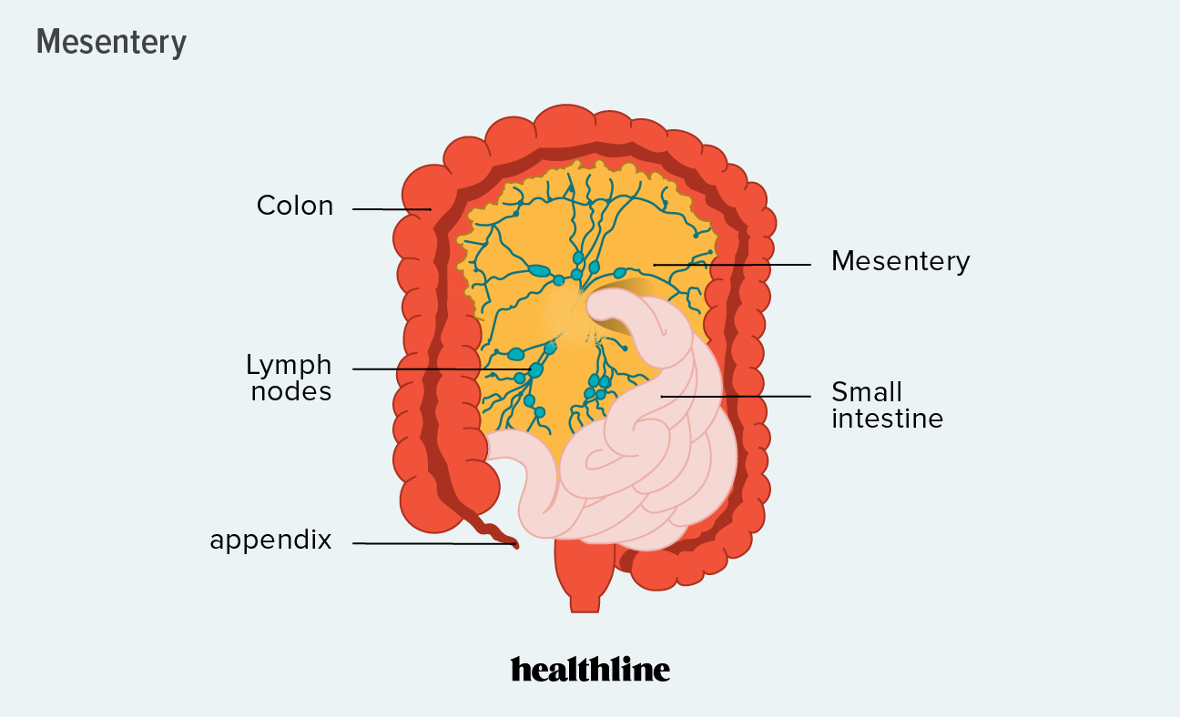 Mesentery Definition Picture Anatomy And Function