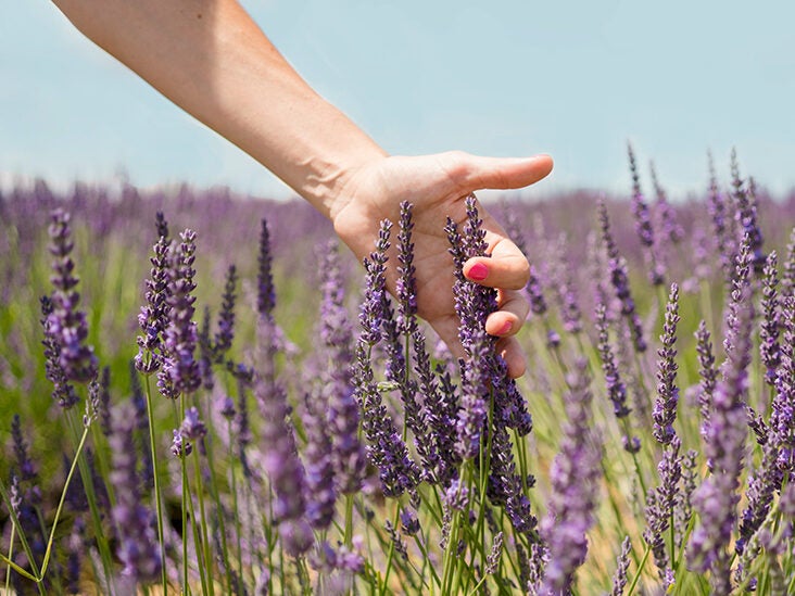 The Many Benefits of Lavender