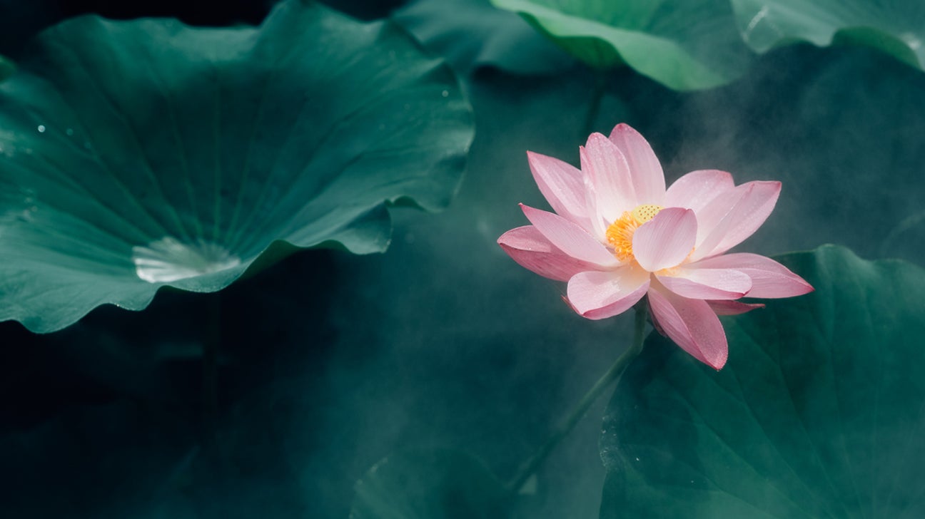 5 Unique Health Benefits of Lotus