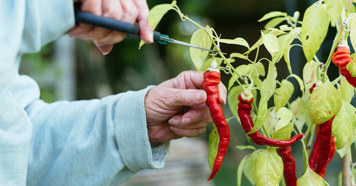 6-potential-health-benefits-of-cayenne-pepper