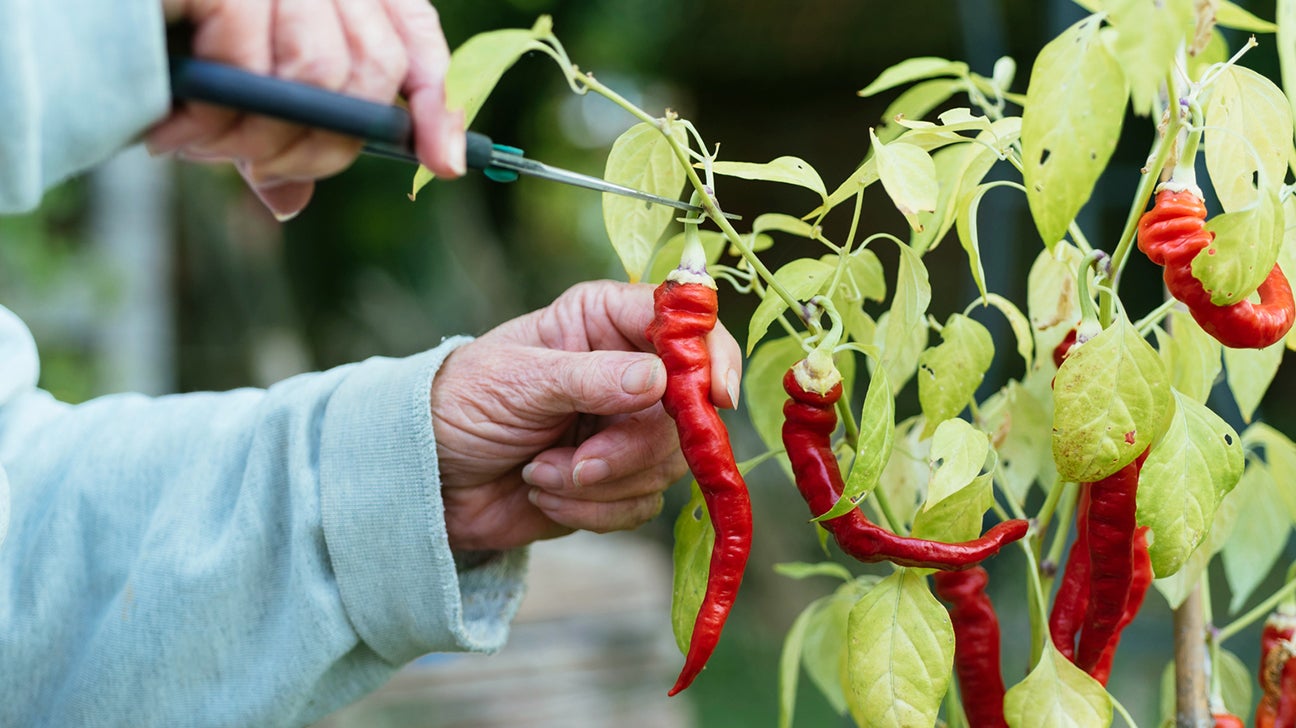 Chilli Pepper for Diet: Why you must include chilli pepper in your diet