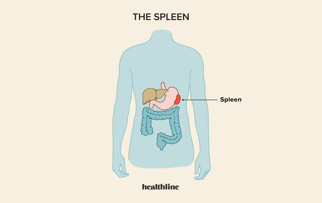 Spleen Location Women