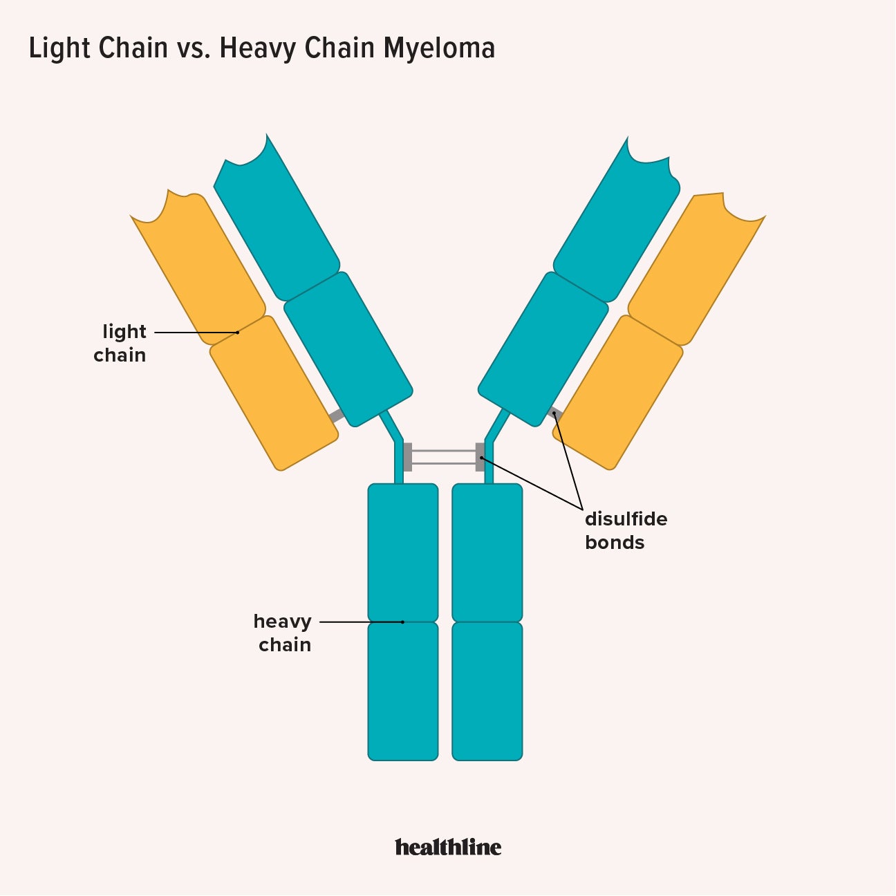 Causes Of Elevated Kappa And Lambda Light Chains Infoupdate